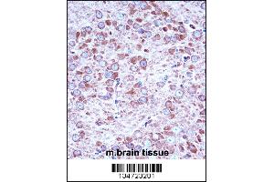 Mouse Aak1 Antibody immunohistochemistry analysis in formalin fixed and paraffin embedded mouse brain tissue followed by peroxidase conjugation of the secondary antibody and DAB staining. (AAK1 抗体  (AA 279-306))