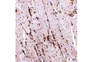 Immunohistochemistry (IHC) image for anti-Scavenger Receptor Class B, Member 2 (SCARB2) (Middle Region) antibody (ABIN1030987) (SCARB2 抗体  (Middle Region))