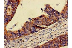 Immunohistochemistry (IHC) image for anti-Period Homolog 3 (PER3) (AA 1-131) antibody (ABIN7162911)