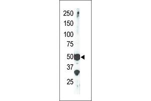 The anti-SET9 Pab (ABIN387997 and ABIN2845289) is used in Western blot to detect SET9 in mouse brain tissue lysate. (SETD7 抗体  (AA 159-189))