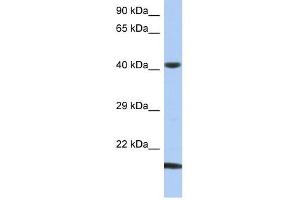 SEC14L4 antibody used at 1 ug/ml to detect target protein. (SEC14L4 抗体)