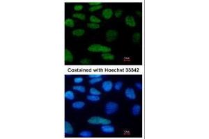ICC/IF Image Immunofluorescence analysis of paraformaldehyde-fixed Human ESC, using Oct4, antibody at 1:80 dilution. (OCT4 抗体)
