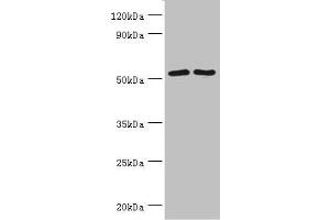 Western blot All lanes: Suppressor of fused homolog antibody at 4 μg/mL Lane 1: HepG2 whole cell lysate Lane 2: Hela whole cell lysate Lane 3: Mouse kidney tissue Secondary Goat polyclonal to rabbit IgG at 1/10000 dilution Predicted band size: 54, 48, 53 kDa Observed band size: 54 kDa (SUFUH 抗体  (AA 325-484))