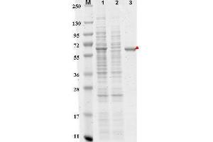 SDS-PAGE of Anti-DYKDDDDK  Affinity Gel. (DYKDDDDK Tag 抗体  (Agarose Beads))