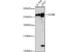 Western blot analysis of extracts of various cell lines, using SCRIB antibody (ABIN7270164) at 1:1000 dilution. (SCRIB 抗体)