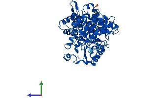 Protein Structure (PS) image for Malic Enzyme 1, NADP(+)-Dependent, Cytosolic (ME1) (AA 1-572) protein (His tag) (ABIN7549231)