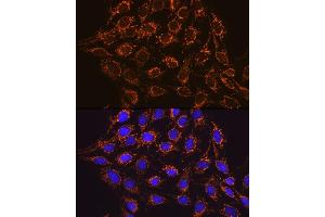 Immunofluorescence analysis of C6 cells using IDH2 Rabbit mAb (ABIN7268028) at dilution of 1:100 (40x lens). (IDH2 抗体)