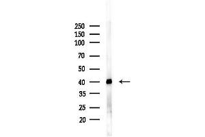 Western blot analysis of lysates from PC12 cells(LPS, 4h treatment), using PS Antibody at 1/1000 dilution.