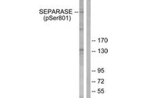 Western blot analysis of extracts from 293 cells treated with EGF 200ng/ml 30', using SEPARASE (Phospho-Ser801) Antibody. (Separase 抗体  (pSer801))