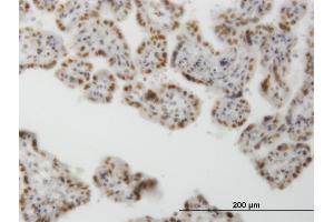 Immunoperoxidase of monoclonal antibody to CLK3 on formalin-fixed paraffin-embedded human placenta. (CLK3 抗体  (AA 36-136))