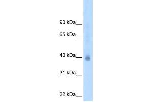 WB Suggested Antibody Titration:  2. (NR2F2 抗体  (N-Term))