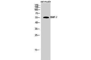 Western Blotting (WB) image for anti-Bone Morphogenetic Protein 7 (BMP7) (Internal Region) antibody (ABIN3183530) (BMP7 抗体  (Internal Region))