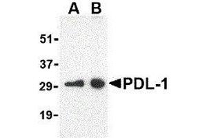 Western Blotting (WB) image for anti-CD274 (PD-L1) (Center) antibody (ABIN2479616) (PD-L1 抗体  (Center))