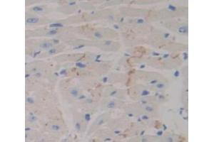 IHC-P analysis of Mouse Tissue, with DAB staining. (Neuropilin 1 抗体  (AA 147-265))
