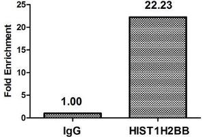 Chromatin Immunoprecipitation Hela (4*10 6 , treated with 30 mM sodium butyrate for 4h) were treated with Micrococcal Nuclease, sonicated, and immunoprecipitated with 8 μg anti-HIST1H2BB (ABIN7139185) or a control normal rabbit IgG.