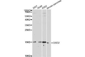 Western blot analysis of extracts of various cell lines, using CISD2 antibody. (CISD2 抗体)