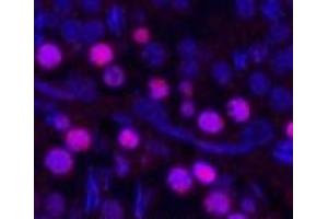 Immunofluorescence analysis of Rat testis tissue using Proliferating Cell Nuclear Antigen Monoclonal Antibody at dilution of 1:200.