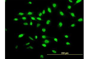 Immunofluorescence of purified MaxPab antibody to WISP1 on HeLa cell. (WISP1 抗体  (AA 1-280))