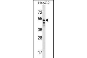 SLC29A3 Antibody (N-term) (ABIN656792 and ABIN2846011) western blot analysis in HepG2 cell line lysates (35 μg/lane). (SLC29A3 抗体  (N-Term))