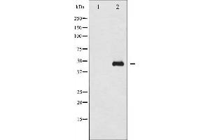 Western blot analysis of GATA1 phosphorylation expression in EPO treated COS7 whole cell lysates,The lane on the left is treated with the antigen-specific peptide. (GATA1 抗体  (pSer310))