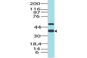 Image no. 1 for anti-Transcription Termination Factor, RNA Polymerase I (TTF1) (AA 21-286) antibody (ABIN5027609) (TTF1 抗体  (AA 21-286))