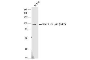MCF-7 lysates probed with STAT1 p84+p91 Polyclonal Antibody, Unconjugated  at 1:500 dilution and 4˚C overnight incubation. (STAT1 抗体)