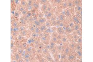 Used in DAB staining on fromalin fixed paraffin- embedded liver tissue (Fibrosin 抗体  (AA 11-247))