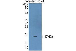 Western Blotting (WB) image for anti-Brain-Derived Neurotrophic Factor (BDNF) (AA 117-248) antibody (ABIN3209744) (BDNF 抗体  (AA 117-248))