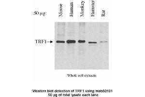 Image no. 2 for anti-Telomeric Repeat Binding Factor (NIMA-Interacting) 1 (TERF1) antibody (ABIN363255) (TRF1 抗体)