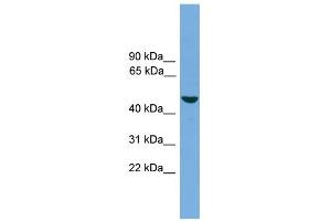 WB Suggested Anti-ZMAT1 Antibody Titration:  0. (ZMAT1 抗体  (Middle Region))