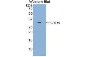 Western Blotting (WB) image for anti-Filamin C, gamma (FLNC) (AA 17-259) antibody (ABIN1858903) (FLNC 抗体  (AA 17-259))