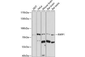 Western blot analysis of extracts of various cell lines, using RXFP1 antibody (ABIN7269907) at 1:1000 dilution. (RXFP1 抗体  (AA 673-757))