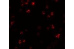 Immunofluorescence (IF) image for anti-FERM and PDZ Domain Containing 1 (FRMPD1) (C-Term) antibody (ABIN1030403) (FRMPD1 抗体  (C-Term))