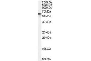 Image no. 1 for anti-Vacuolar Protein Sorting 45 (VPS45) (C-Term) antibody (ABIN374373) (VPS45 抗体  (C-Term))