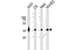 All lanes : Anti-GDH Antibody at 1:1000 dilution Lane 1: A431 whole cell lysates Lane 2: C6 whole cell lysates Lane 3: Hela whole cell lysates Lane 4: HUVEC whole cell lysates Lysates/proteins at 20 μg per lane. (GAPDH 抗体)