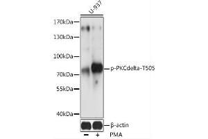 Western blot analysis of extracts of U-937 cells, using Phospho-PKC delta-T505 antibody (ABIN6135291, ABIN6136204, ABIN6136205 and ABIN6225674) at 1:2000 dilution. (PKC delta 抗体  (pThr505))