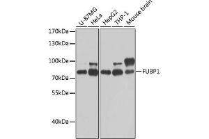 Western blot analysis of extracts of various cell lines, using FUBP1 antibody (ABIN6130392, ABIN6140802, ABIN6140804 and ABIN6221231) at 1:1000 dilution. (FUBP1 抗体  (AA 302-644))