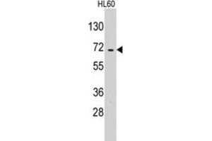 Western Blotting (WB) image for anti-Glutamyl-tRNA Synthetase 2 Mitochondrial (EARS2) antibody (ABIN3003298) (EARS2 抗体)