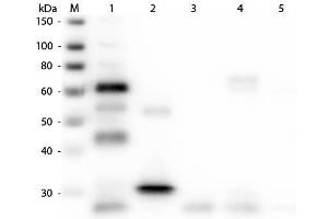 Western Blot of Anti-Chicken IgG (H&L) (GOAT) Antibody (Min X Bv Gt GP Ham Hs Hu Ms Rb Rt & Sh Serum Proteins) . (山羊 anti-小鸡 IgG (Heavy & Light Chain) Antibody (HRP))