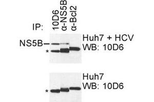 IP was carried out with NS5B specific mAb 10D6 using the lysates of Huh7 cells harboring selectable subgenomic HCV RNA replicon (upper panel) or plain Huh7 cells (lower panel). (HCV 1b NS5B 抗体  (AA 111-130))