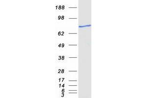 Western Blotting (WB) image for Acyl-CoA Synthetase Bubblegum Family Member 1 (ACSBG1) protein (Myc-DYKDDDDK Tag) (ABIN2714376)
