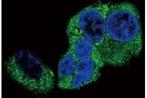 Confocal immunofluorescent analysis of DBH antibody with HepG2 cells followed by Alexa Fluor 488-conjugated goat anti-rabbit lgG (green).