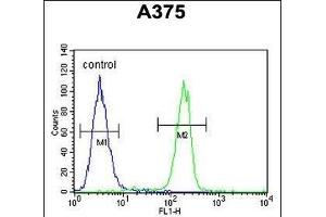 Flow Cytometry (FACS) image for anti-C1q and Tumor Necrosis Factor Related Protein 1 (C1QTNF1) (AA 32-61), (N-Term) antibody (ABIN390541)