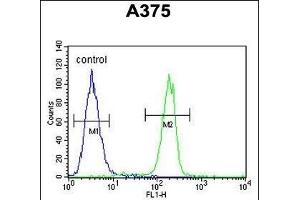 C1QTNF1 Antibody (N-term) (ABIN390541 and ABIN2840881) flow cytometric analysis of  cells (right histogram) compared to a negative control cell (left histogram). (C1QTNF1 抗体  (N-Term))