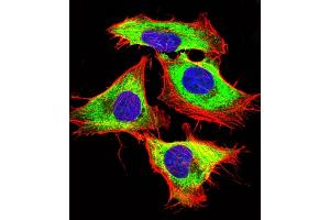 Immunofluorescent analysis of 4 % paraformaldehyde-fixed, 0. (Sonic Hedgehog 抗体  (N-Term))