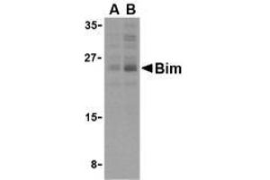 Western blot analysis of Bim in K562 cell lysates with AP30151PU-N Bim antibody (IN2) at (A) 2. (BIM 抗体  (Intermediate Domain 2))