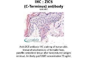 Image no. 2 for anti-Zinc Family Member 5 (ZIC5) (C-Term) antibody (ABIN1740919) (ZIC5 抗体  (C-Term))
