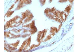 Formalin-fixed, paraffin-embedded Rat Oviduct stained with EpCAM Mouse Monoclonal Antibody (EGP40/1110).