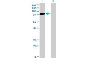 Western Blot analysis of BMP2K expression in transfected 293T cell line by BMP2K monoclonal antibody (M03), clone X1. (BMP2K 抗体  (AA 540-650))
