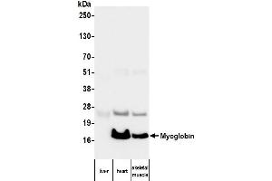 Western Blotting (WB) image for anti-Myoglobin (MB) antibody (ABIN7795606) (Myoglobin 抗体)